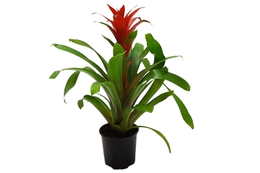 Bromeliad Guzmania Amoretto Variety Thumbnail.jpg